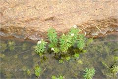 Limnophila heterophylla